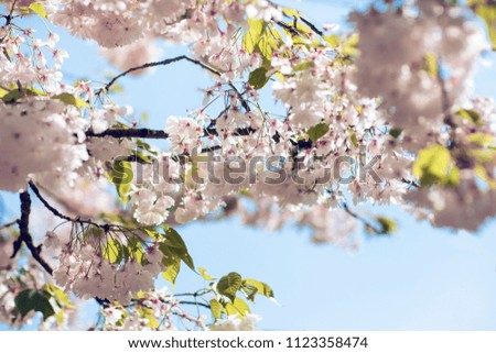 Cherry blossom. White flowers. Keukenhof park. Amsterdam. Netherlands. Garden. Blue sky.