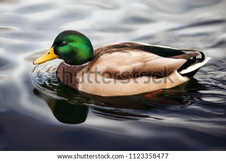 Mallard duck on the river. The green head yellow beak. Bird. A park. Moscow. Russia. 