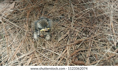 A picture of a baby bird on the nest