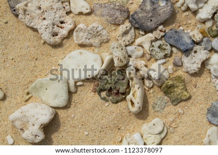Advertising,Travel, Vacation and Holiday Concept - Broken pieces of sea corals on the beach