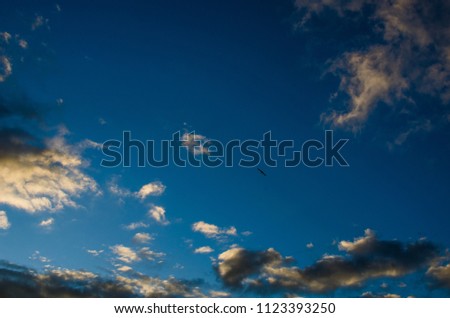 A bird flying in the sky. Bird on the sky background. The parade flies in the sky against the backdrop of the sunset at sunset