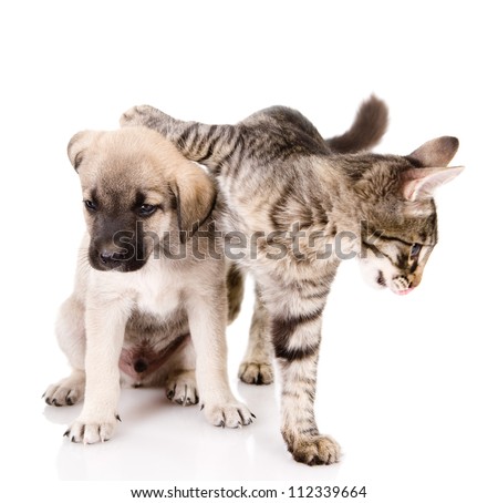 the cat embraces a dog. isolated on white background