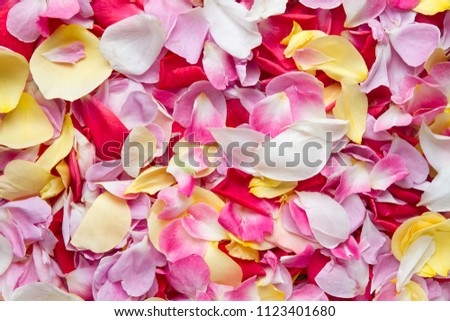 Petals of various colourful roses. Rose petals background