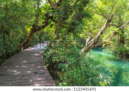 Nature Trail at Thapom, Klong Song Nam, Krabi, Thailand. Royalty-Free Stock Photo #1123405691