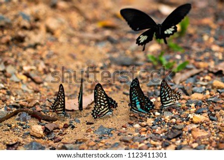 butterflies flying multicolored colorful