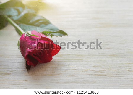 Beautiful petals of red roses on wooden background.