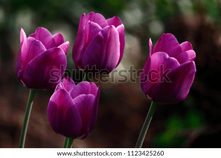 Tulips. The buds of tulips 