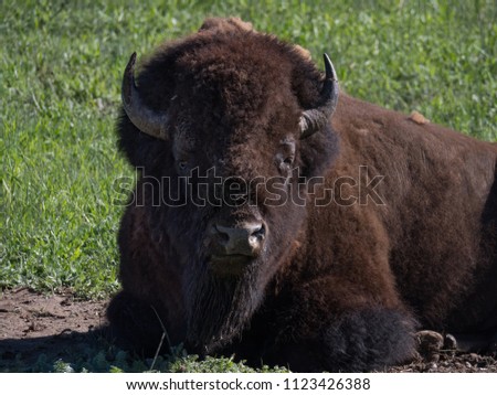 Male American bison resting in grass, facing the camera. His head and torso are shown. He is shedding his winter coat.
