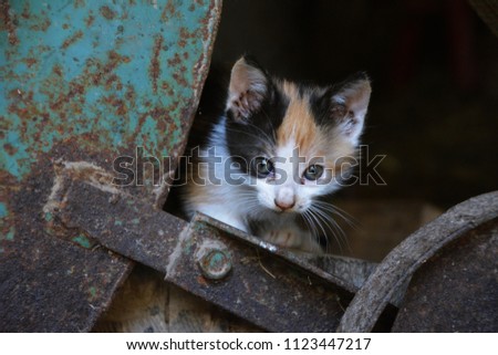 sweet little kitty with 3 colors