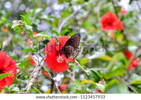 butterfly in thailand / 
organism in forrest at thaialnd