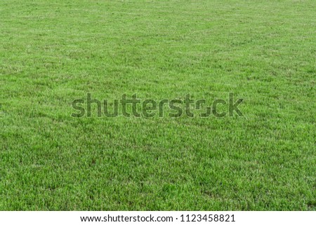 A small grass grows on a large field. You can play ball. Favorite place of games for animals and children