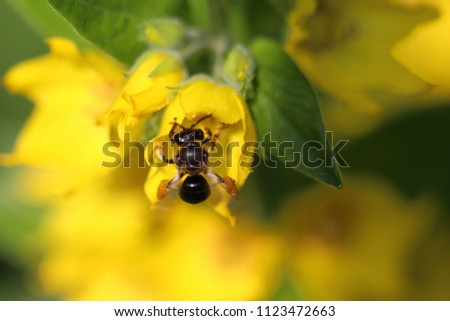 Wasp on a Yellow Blossom