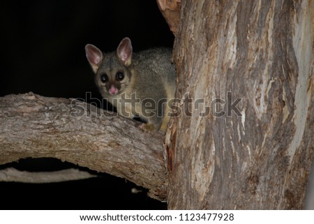 The common brushtail possum (Trichosurus vulpecula, from the Greek for "furry tailed" and the Latin for "little fox", previously in the genus Phalangista. On the tree