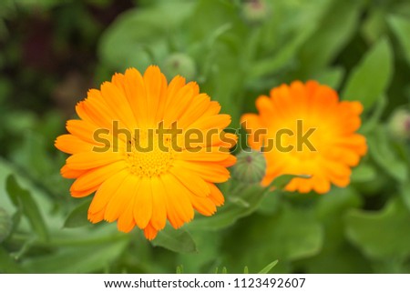 Calendula yellow flower in a garden