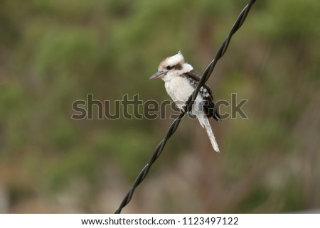 The laughing kookaburra (Dacelo novaeguineae) is a bird in the kingfisher subfamily Halcyoninae. It is a large robust kingfisher with a whitish head and a dark eye-stripe; Australia, Tasmania, New