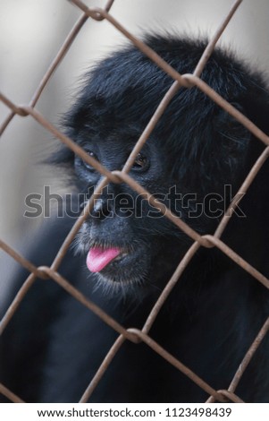 Monkey jail animal