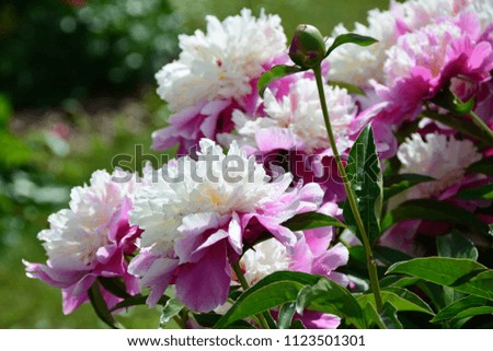 Beautiful white-pink peony flowers 