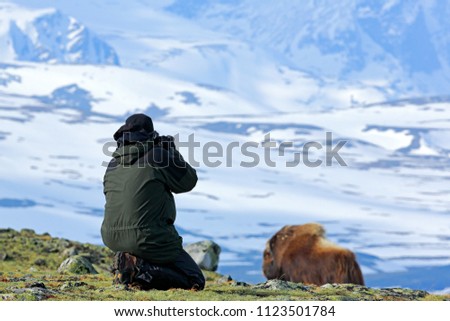 Photographer with Musk Ox, Ovibos moschatus, with mountain and snow in the background, big animal in the nature habitat, Norway. Wildlife Europe, big long fur animal in Dovrefjell.