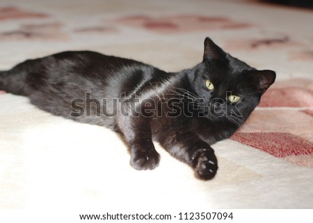 Black cat macro view. Green eye