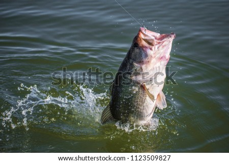 Big! Bass Fishing Splash  Royalty-Free Stock Photo #1123509827