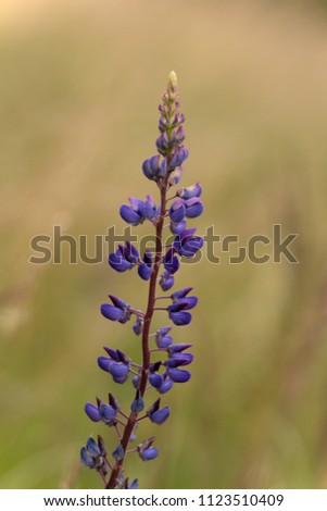 Poisonous Meadow Plant Lupine (Lupinus)