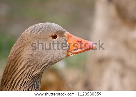 The duck portrait with blurred background