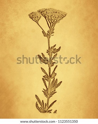 Yarrow plant on old paper background