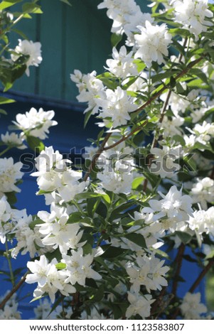 flowering jasmine, photography