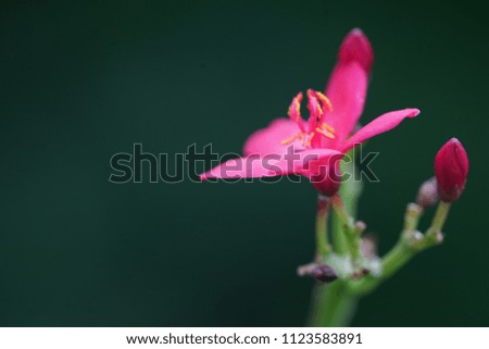 ping macro flower 