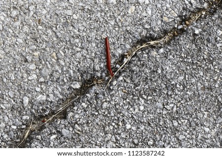 Millipede are walking on the street in the morning.millipede eat damp or decaying wood particles. millipede or millepede on stone.