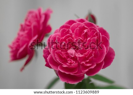Pink rose on blur background