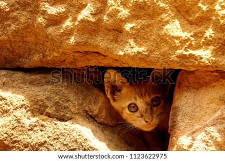  A cat is scared in the stone wall.   