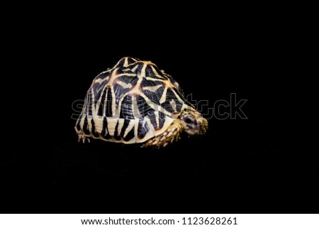 Indian star tortoise. star turtoise. India