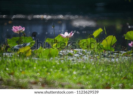 Waterlilies in the fresh pink colors