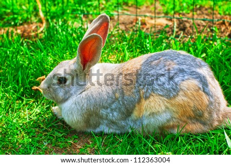 one fluffy rabbit lying at green grass