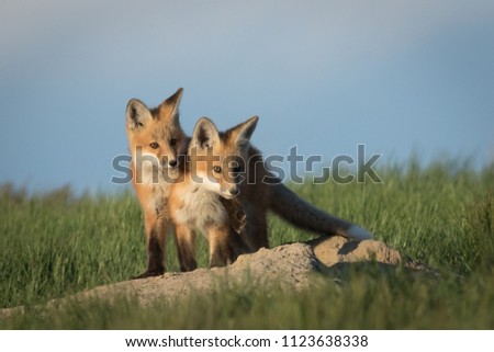 Fox kits in very adorable pose.