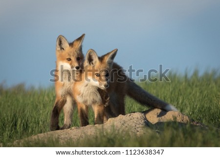 Two Red Fox kits showing some brotherly love.