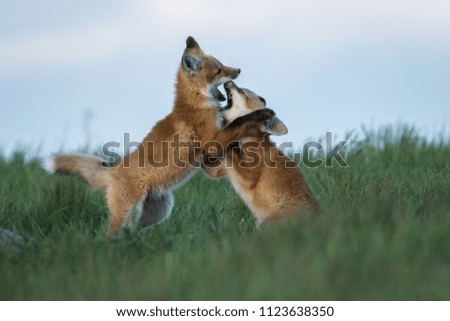 Two adorable fox kits play fighting.