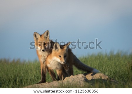 Very cute fox pups in an adorable and funny pose.
