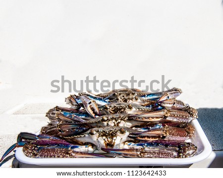 Freshly caught and  Blue Swimmer Crabs (Portunus armatus), also known as Sand, Flower and Blue Crab, stacked on a tray ready for cooking. With Copy Space. New South Wales, Australia.