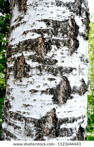 Natural background of birch bark. Natural texture of birch with cracks.