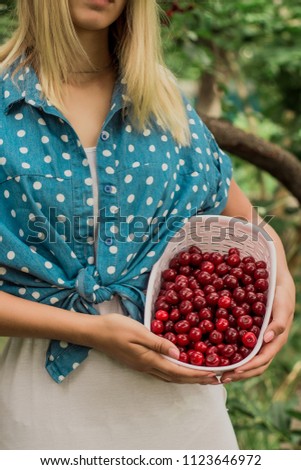 Beautiful girl collects a ripe cherry in a green garden. Harvesting. Close-up