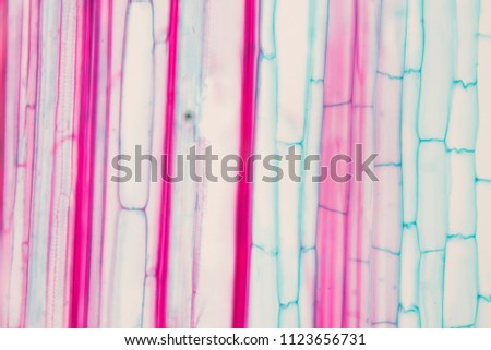 Long section of monocot stem plant under microscope for biology education Royalty-Free Stock Photo #1123656731