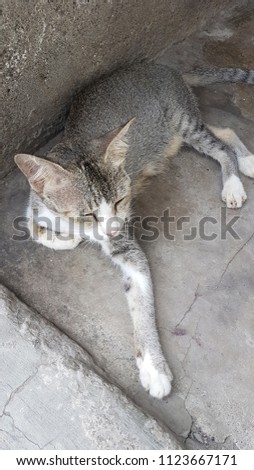 a silver colour cat with close eyes. sit on the ground and closing her eyes