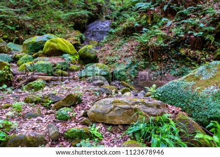 Moss covered rocks and small stream in forest