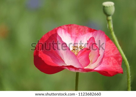corn poppy, gorgeous shape, radiant and lucid color