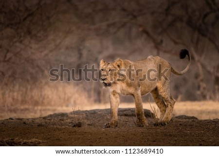 This Lion picture is taken at Sasan Gir in India.
