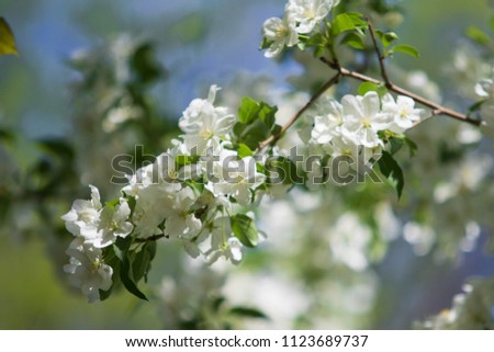 apple tree in bloom landscape of nature