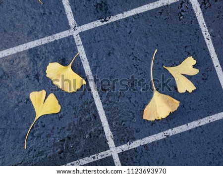 Beautiful gold and brown autumn ginkgo leaves fallen on stone path.