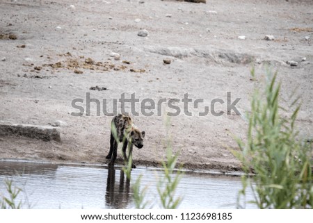 Spotted hyena, Crocuta crocuta, in waterhole, Etosha National Park, Namibia